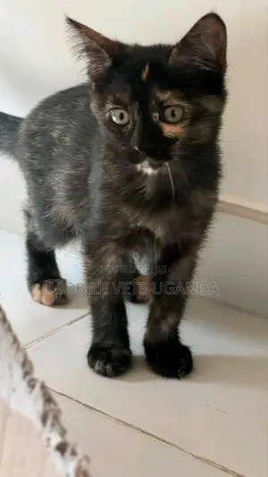 3-6 months Female Purebred American Curl