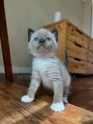 1-3 months Male Purebred Ragdoll