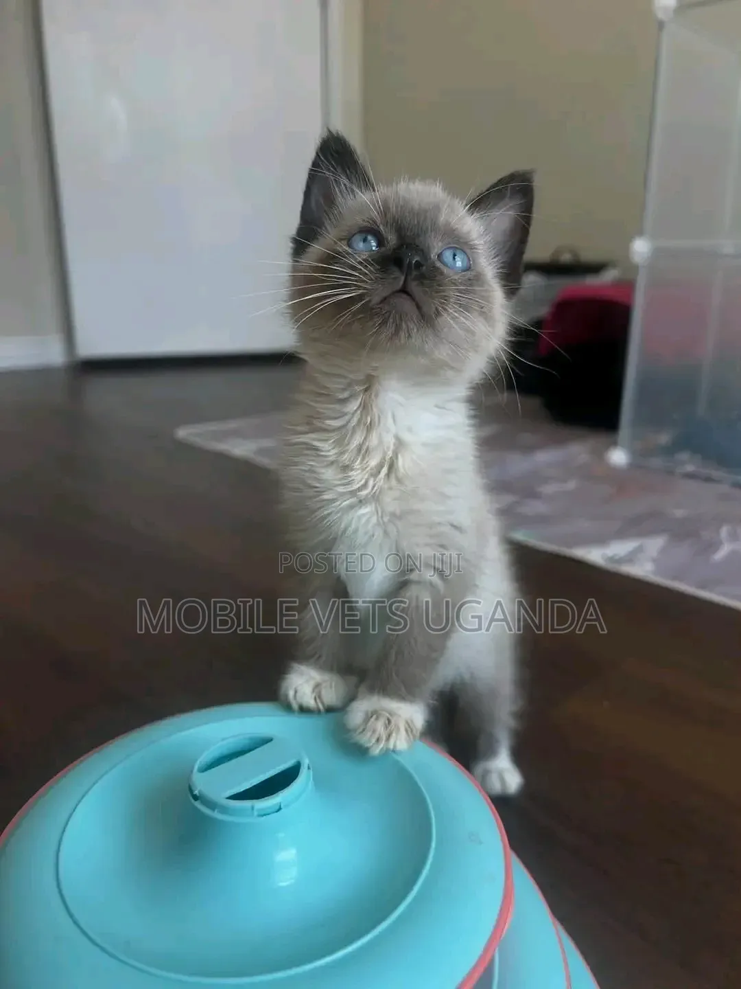 1-3 months Male Purebred Ragdoll