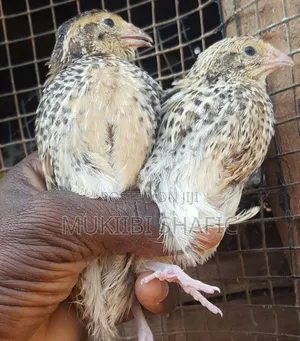 Quail Birds 1 Month Old