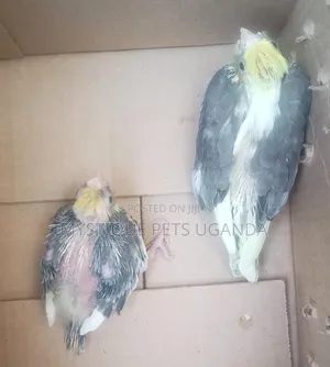 Cockateils Parrots