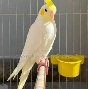 Cockateils Adult