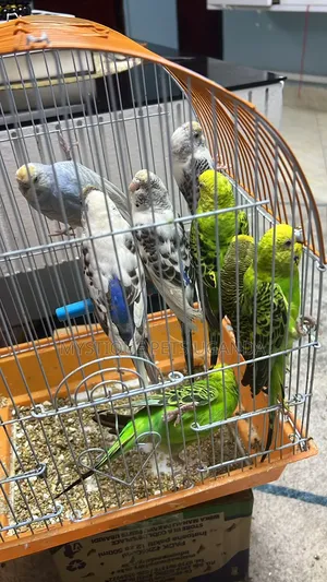 Budgies Parakeets