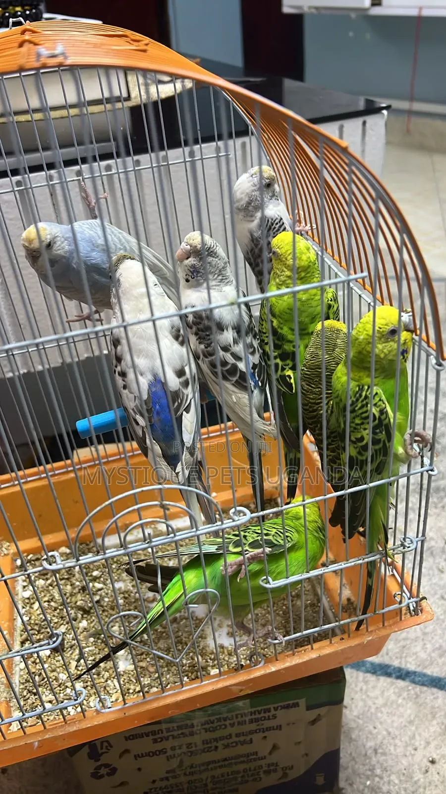 Budgies Parakeets
