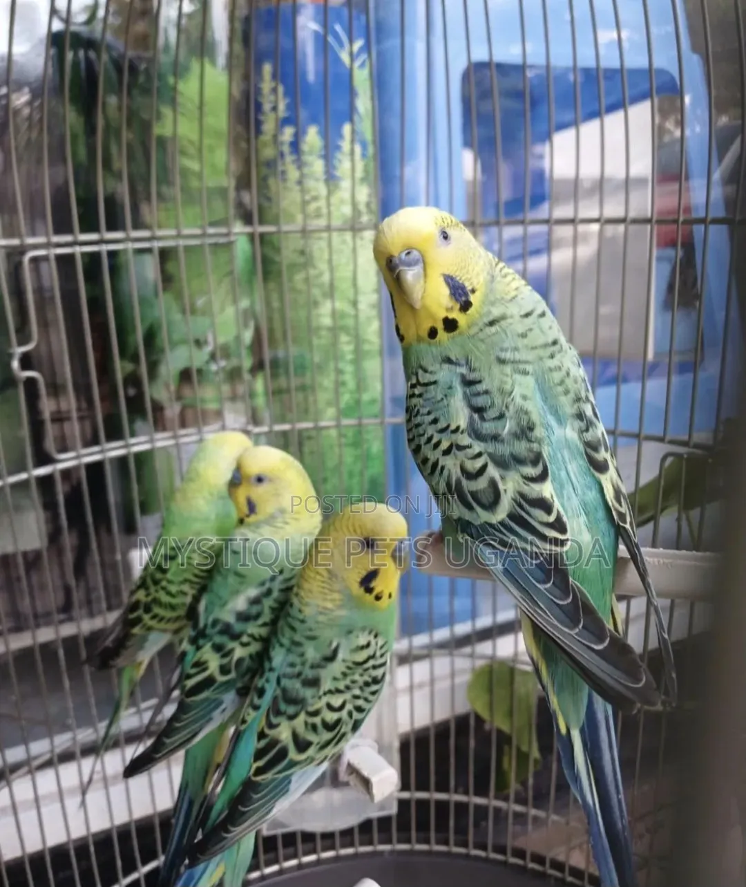 Budgies Parakeets
