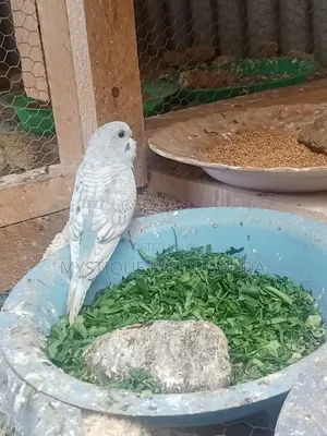 Baby Budgies