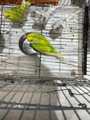 Budgies Parrots 