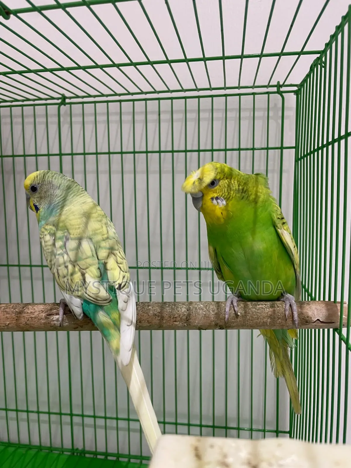 Budgies Parrots 