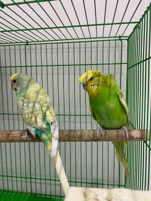 Budgies Parrots 