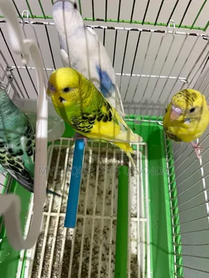 Budgies Parrots 