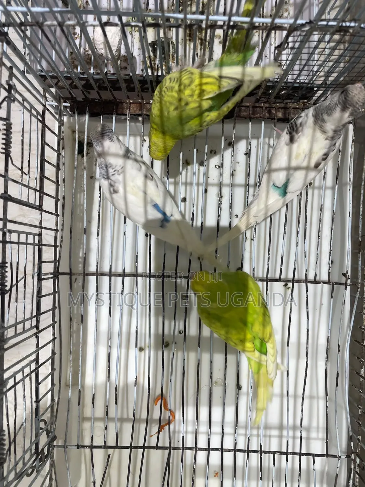 Budgies Parrots 