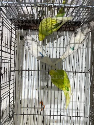 Budgies Parrots 