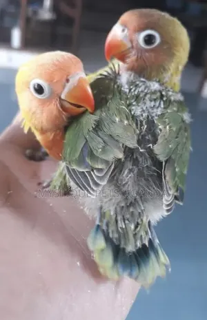 Young Lovebirds