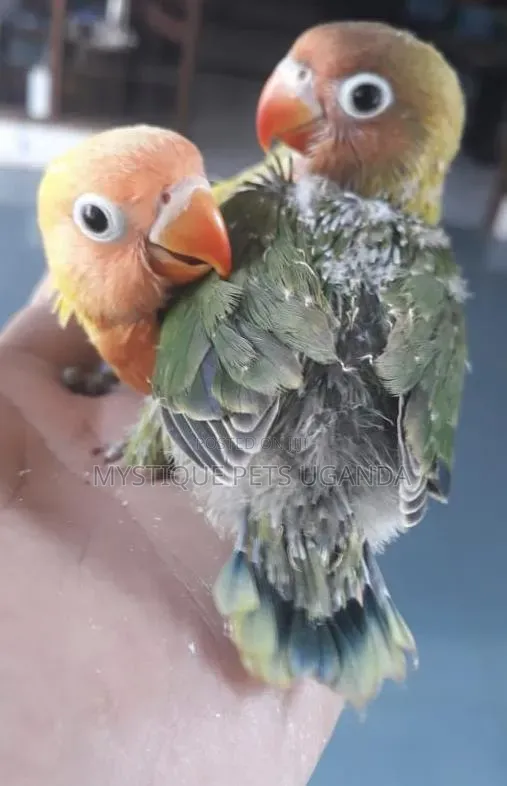 Young Lovebirds