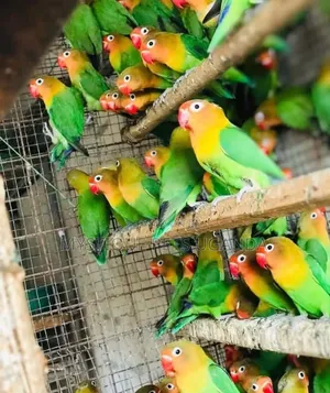 Lovebirds Parrots