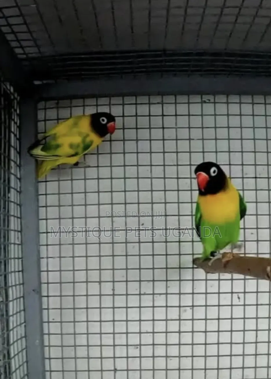 Adult Lovebirds