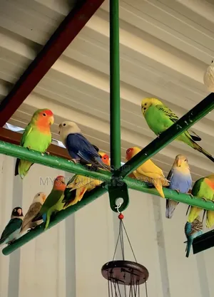 Adult Lovebirds