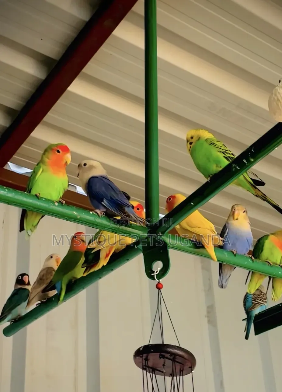 Adult Lovebirds