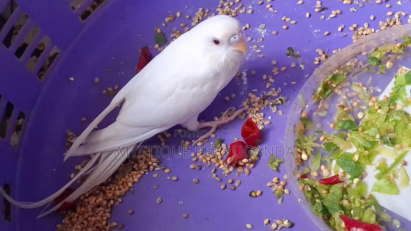 Albino Budgies