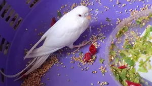 Albino Budgies