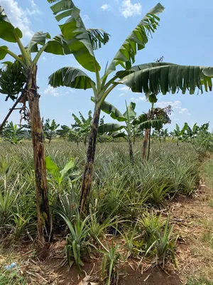478 Acre for Sale in Kamira -Kikyusa (Luweero )
