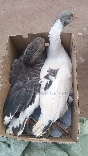 Apair of Mature Geese for Sell
