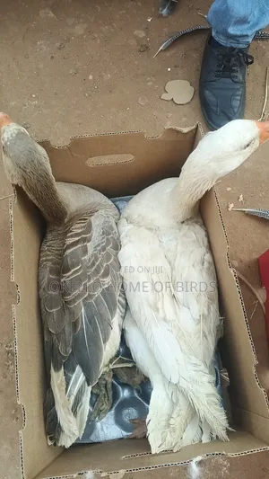 White and Grey Geese for Sell