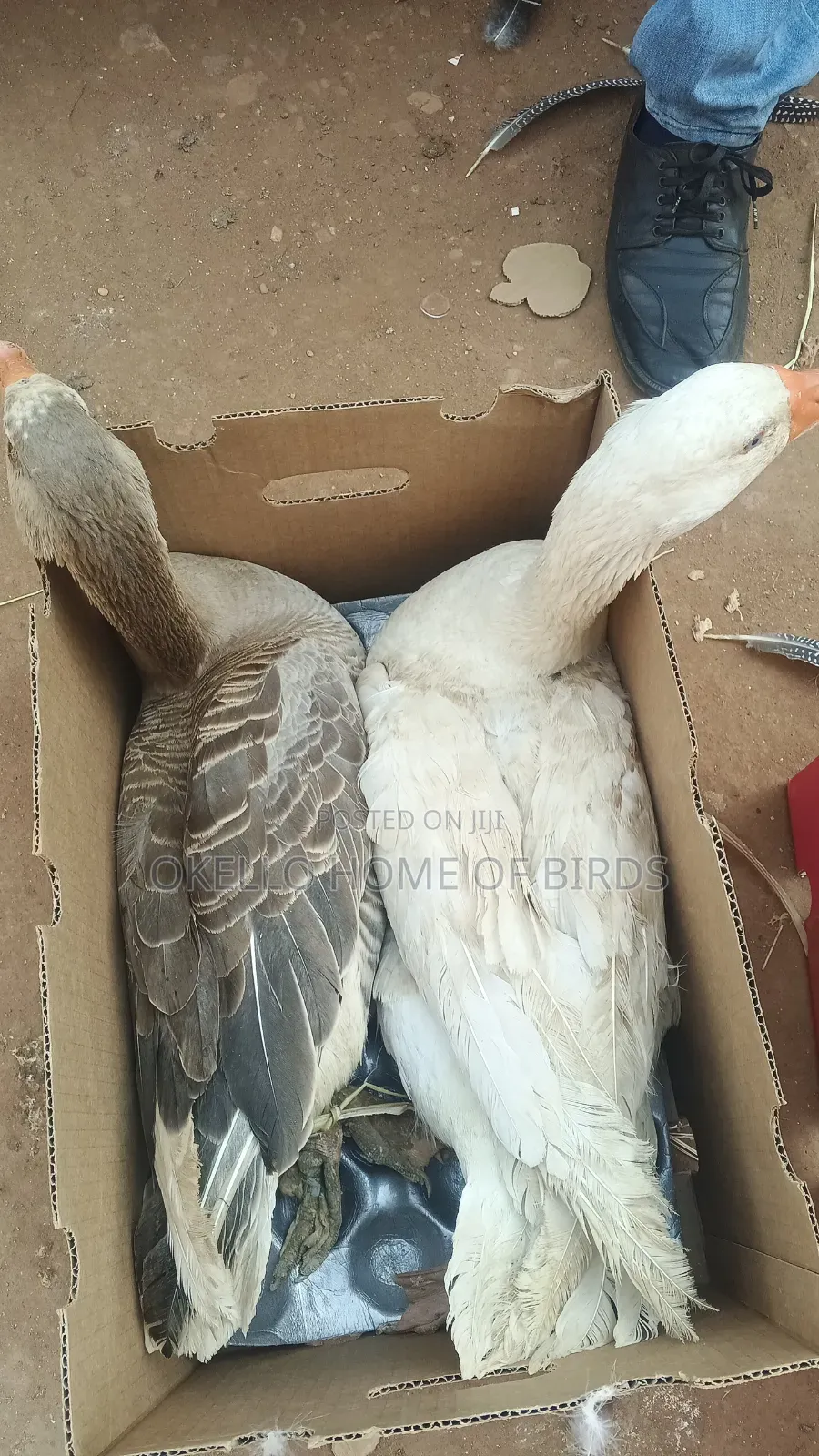 White and Grey Geese for Sell