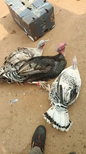 2 Female and 1 Male for Sell