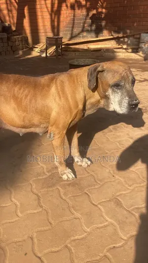 6-12 months Female Purebred Boerboel