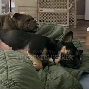 1-3 months Male Purebred French Bulldog