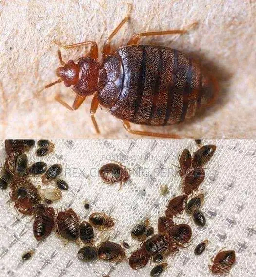 Professional Fumigation Pest Controlservices Kampala- Aurex Cleaning