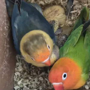 Adult Lovebirds