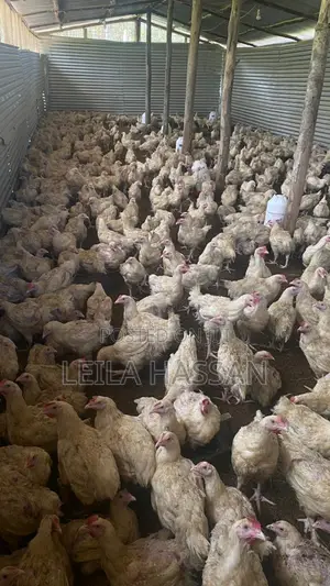 Broilers for Sale