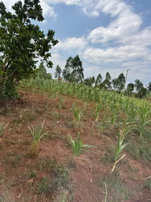 Nakifuma Magogo