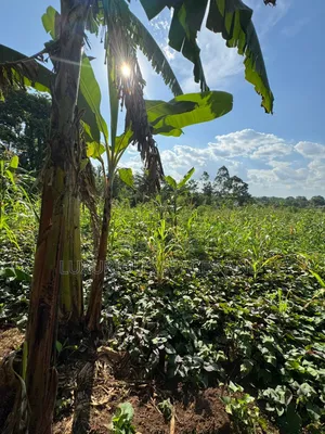 Kakinzi Nakifuma 100by50ft Ready Title 13m