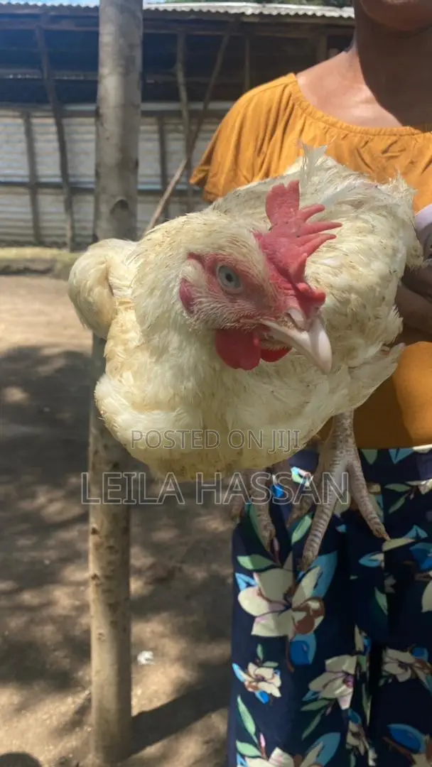 Broilers for Sale