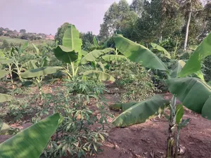 50*100 Titled Mailo Land Plot in Matugga Kavule Town