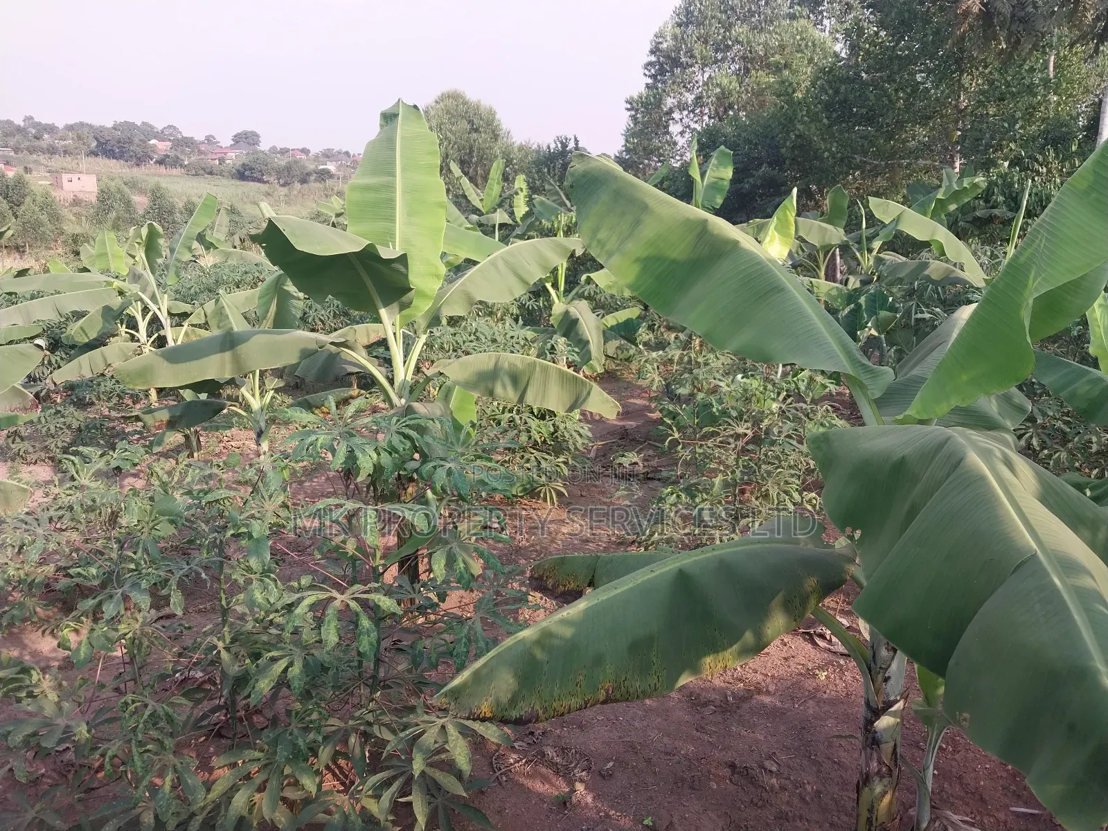 50*100 Titled Mailo Land Plot in Matugga Kavule Town