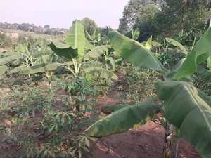 50*100 Titled Mailo Land Plot in Matugga Kavule Town