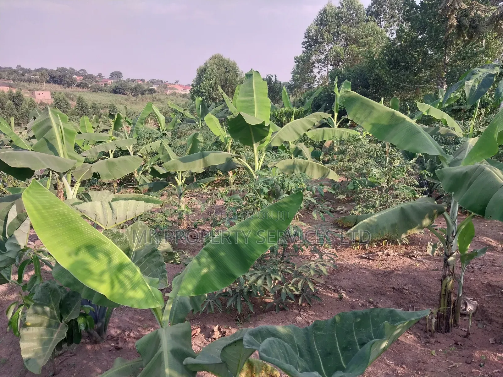 50*100 Titled Mailo Land Plot in Matugga Kavule Town