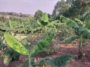 50*100 Titled Mailo Land Plot in Matugga Kavule Town