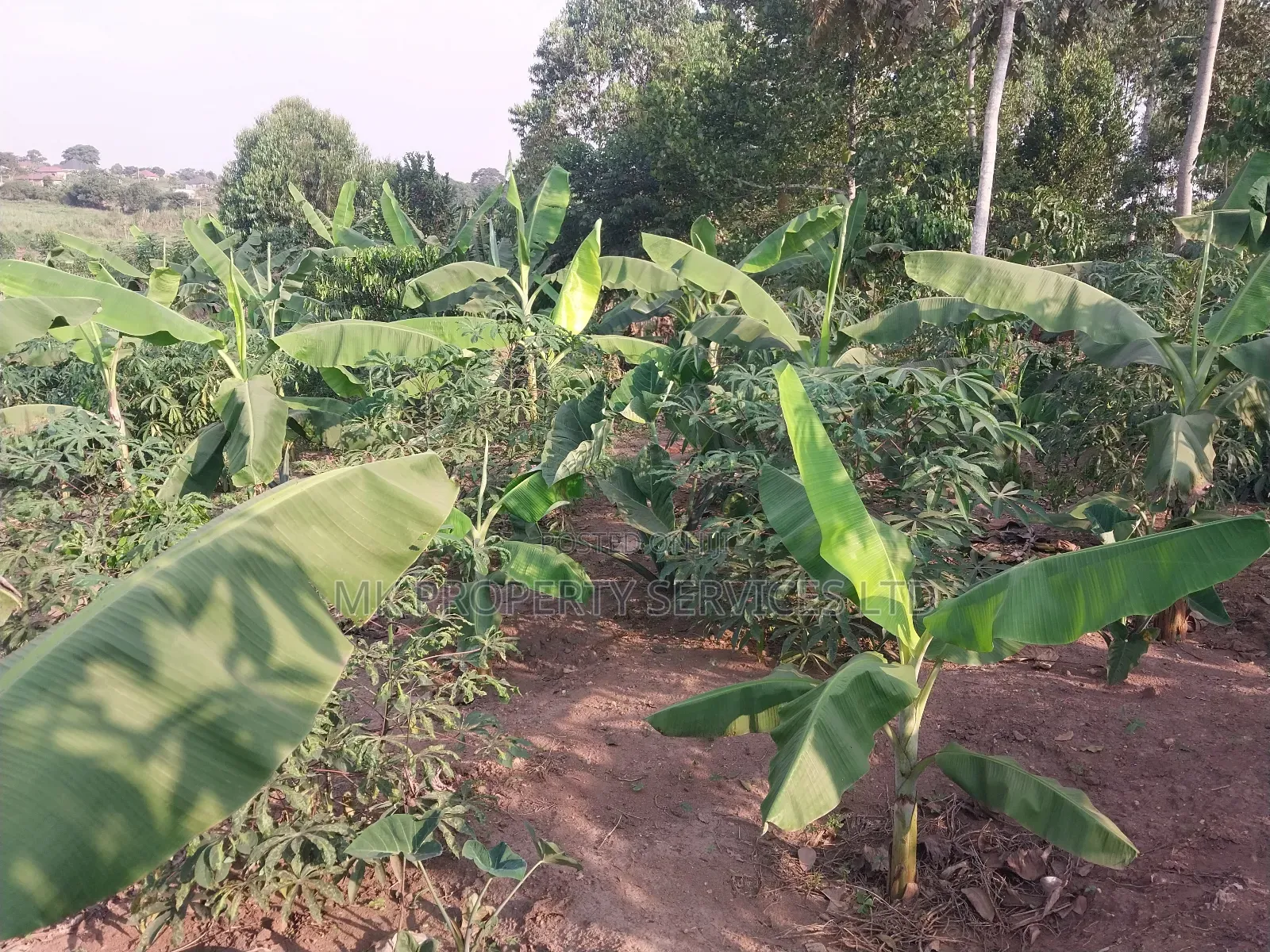 50*100 Titled Mailo Land Plot in Matugga Kavule Town