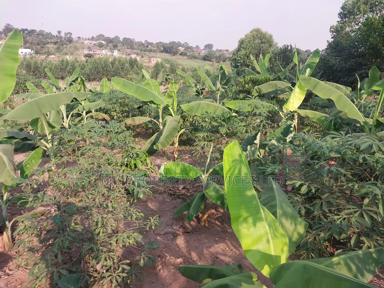 50*100 Titled Mailo Land Plot in Matugga Kavule Town