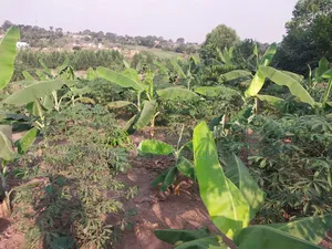 50*100 Titled Mailo Land Plot in Matugga Kavule Town