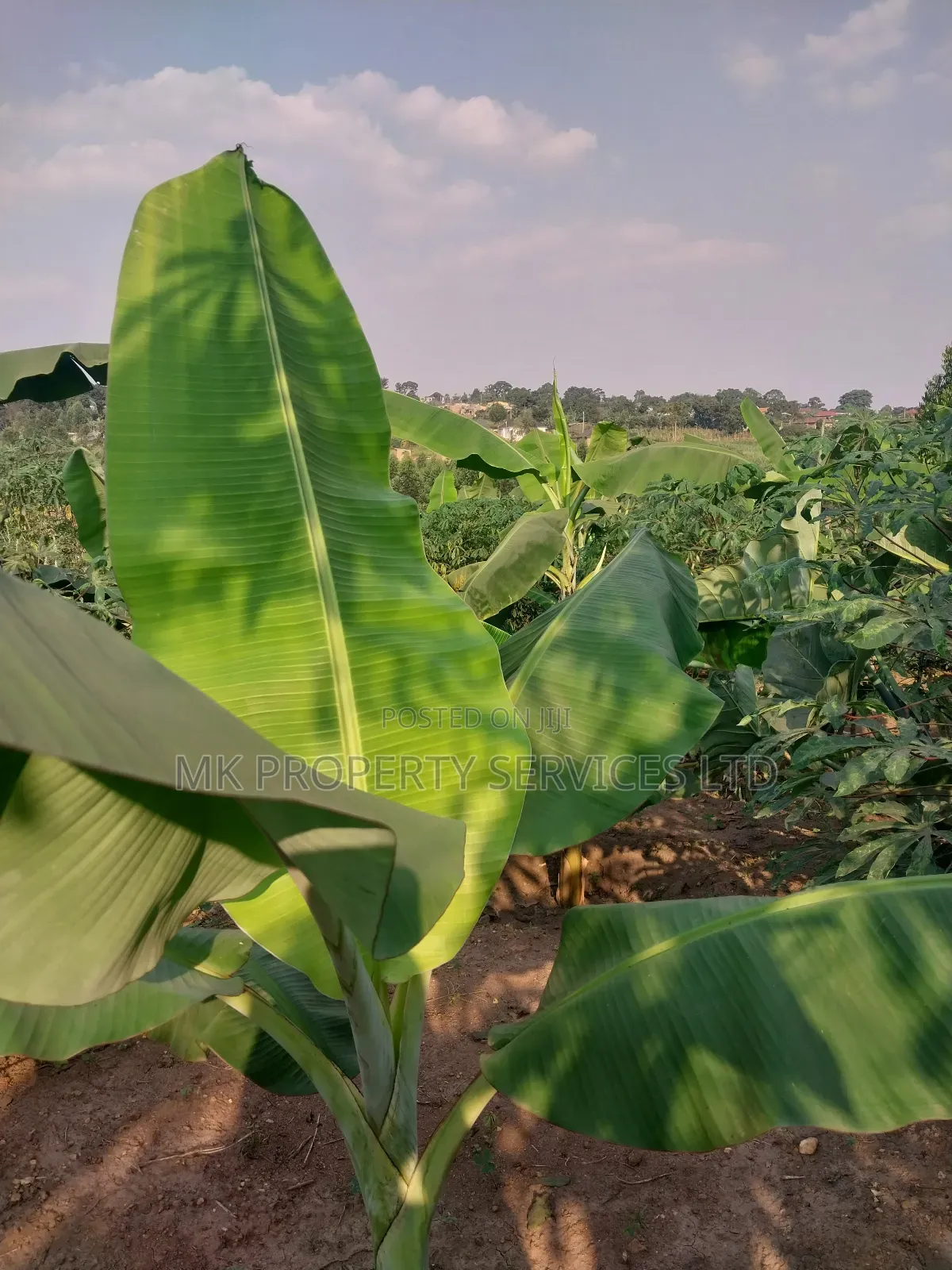 50*100 Titled Mailo Land Plot in Matugga Kavule Town