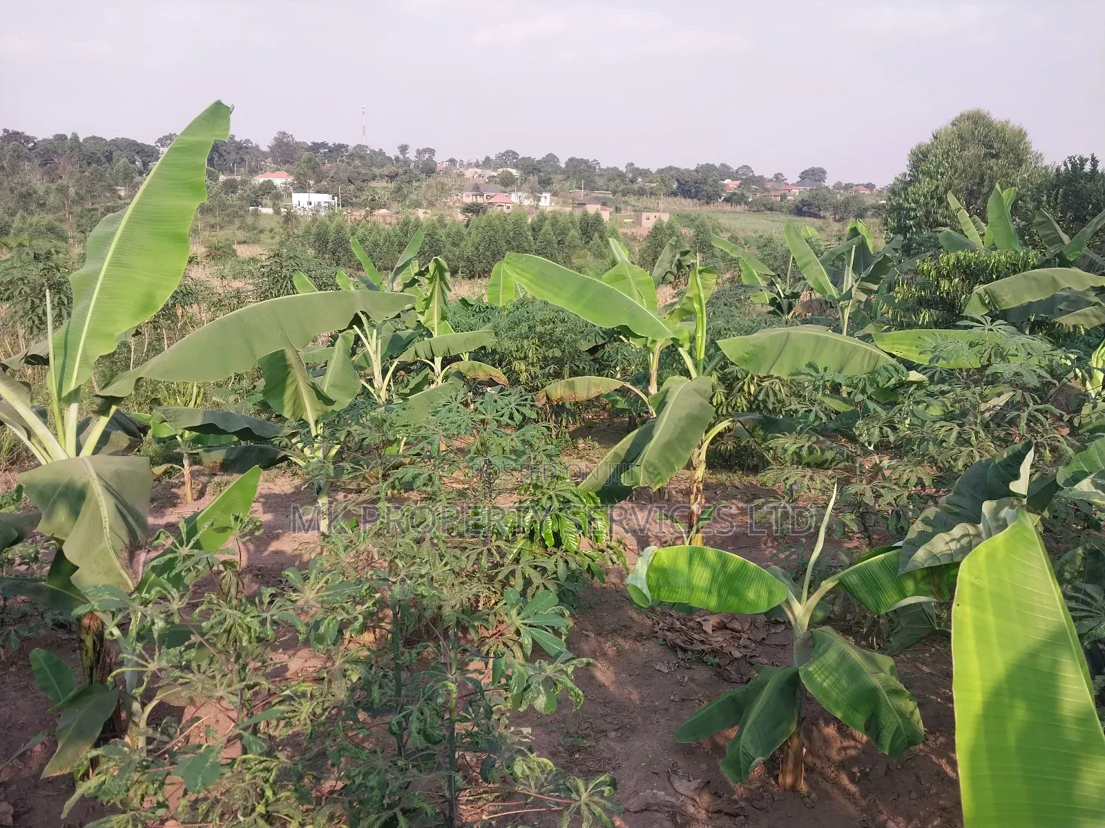 50*100 Titled Mailo Land Plot in Matugga Kavule Town