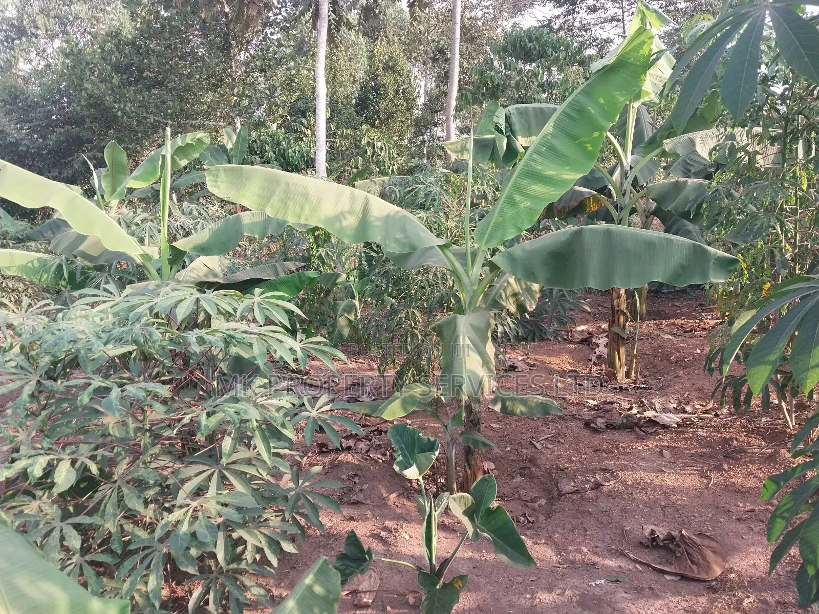 50*100 Titled Mailo Land Plot in Matugga Kavule Town