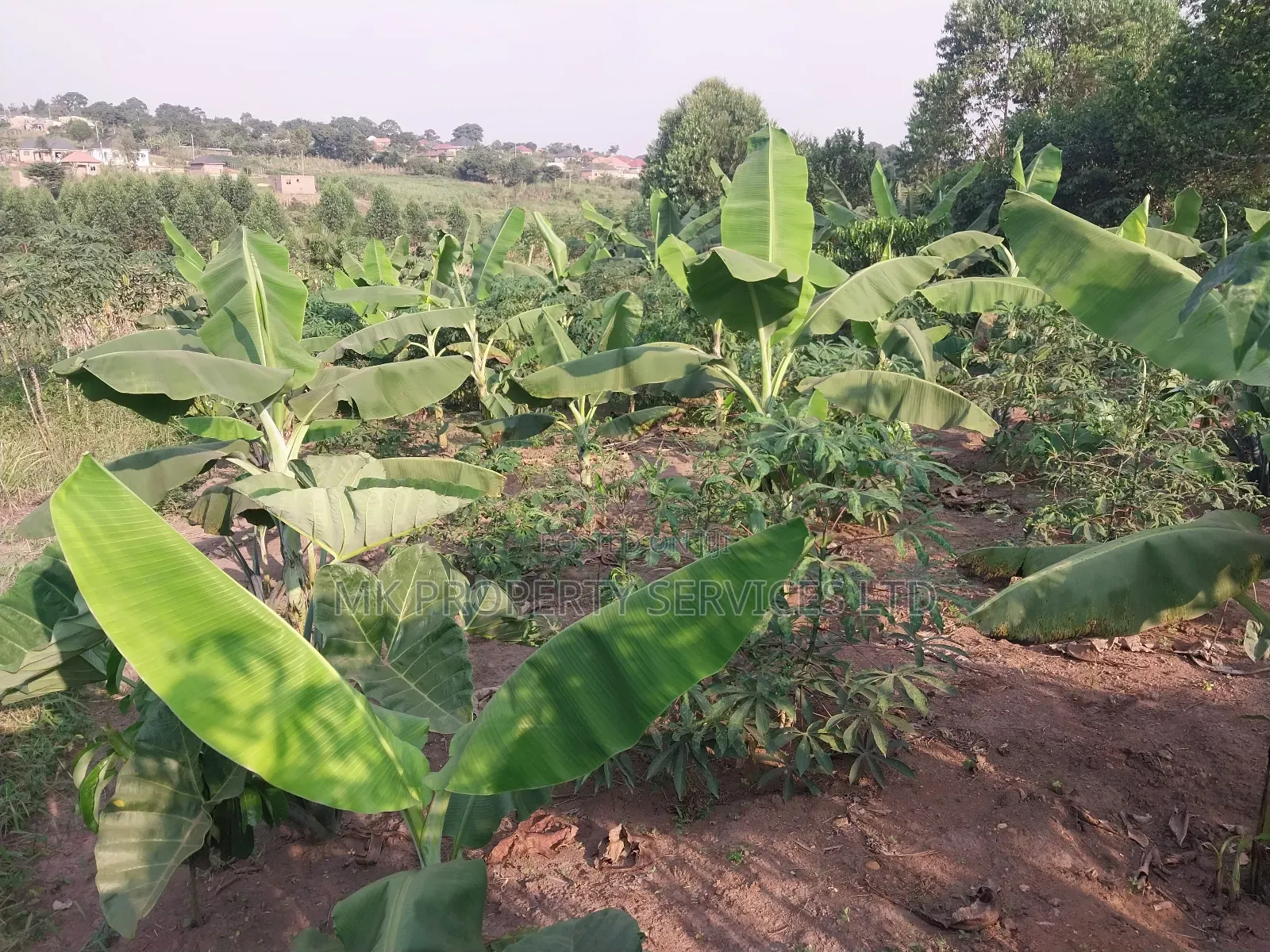 50*100 Titled Mailo Land Plot in Matugga Kavule Town