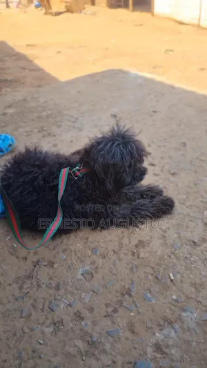 6-12 months Male Purebred Maltese Shih Tzu